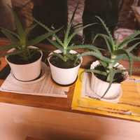 Aloes leczniczyy