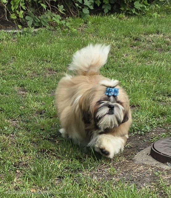 Piesek Shih tzu ZKWP