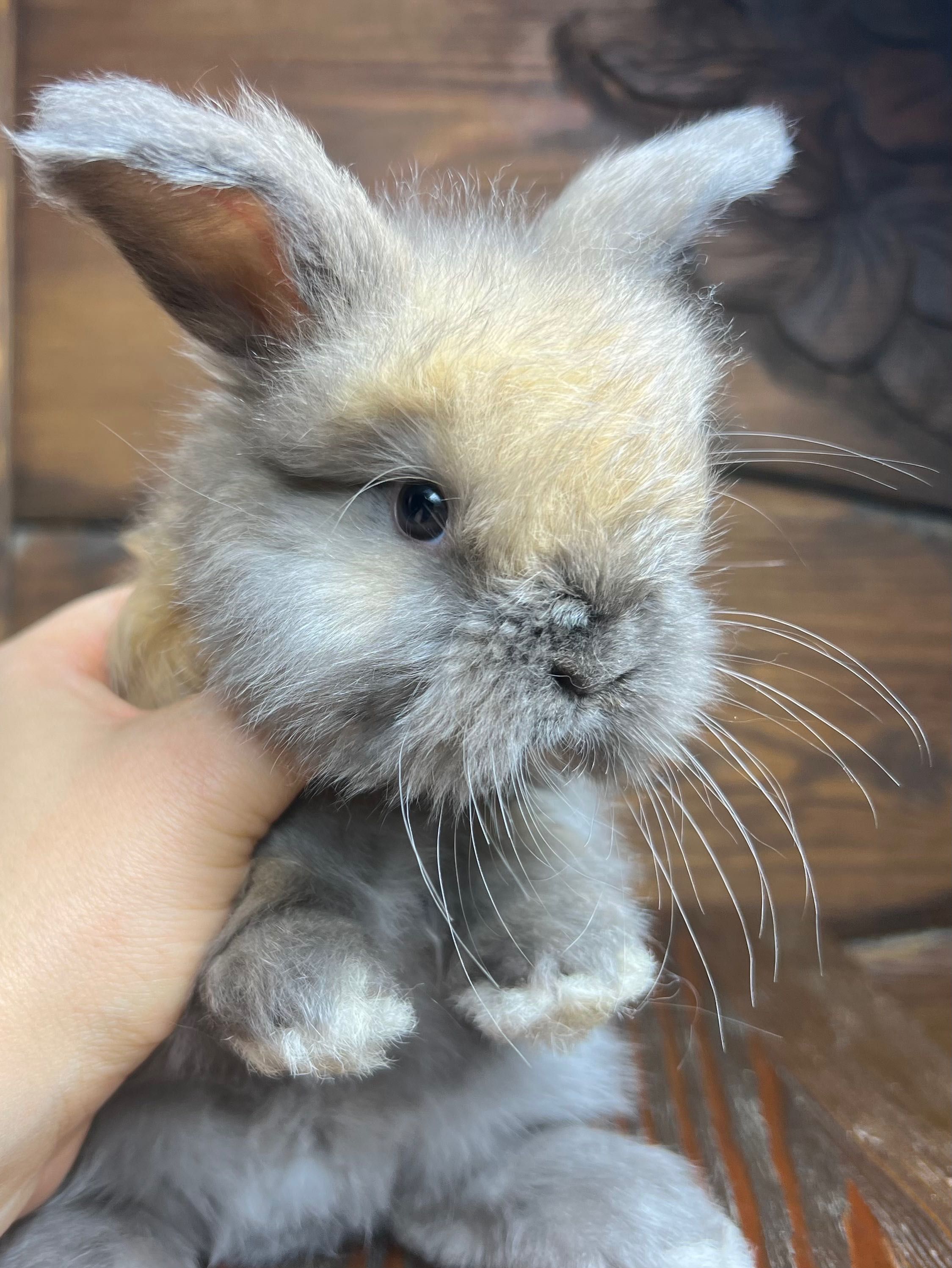 Angora Yorczek mini króliczek króliki z Indonezji