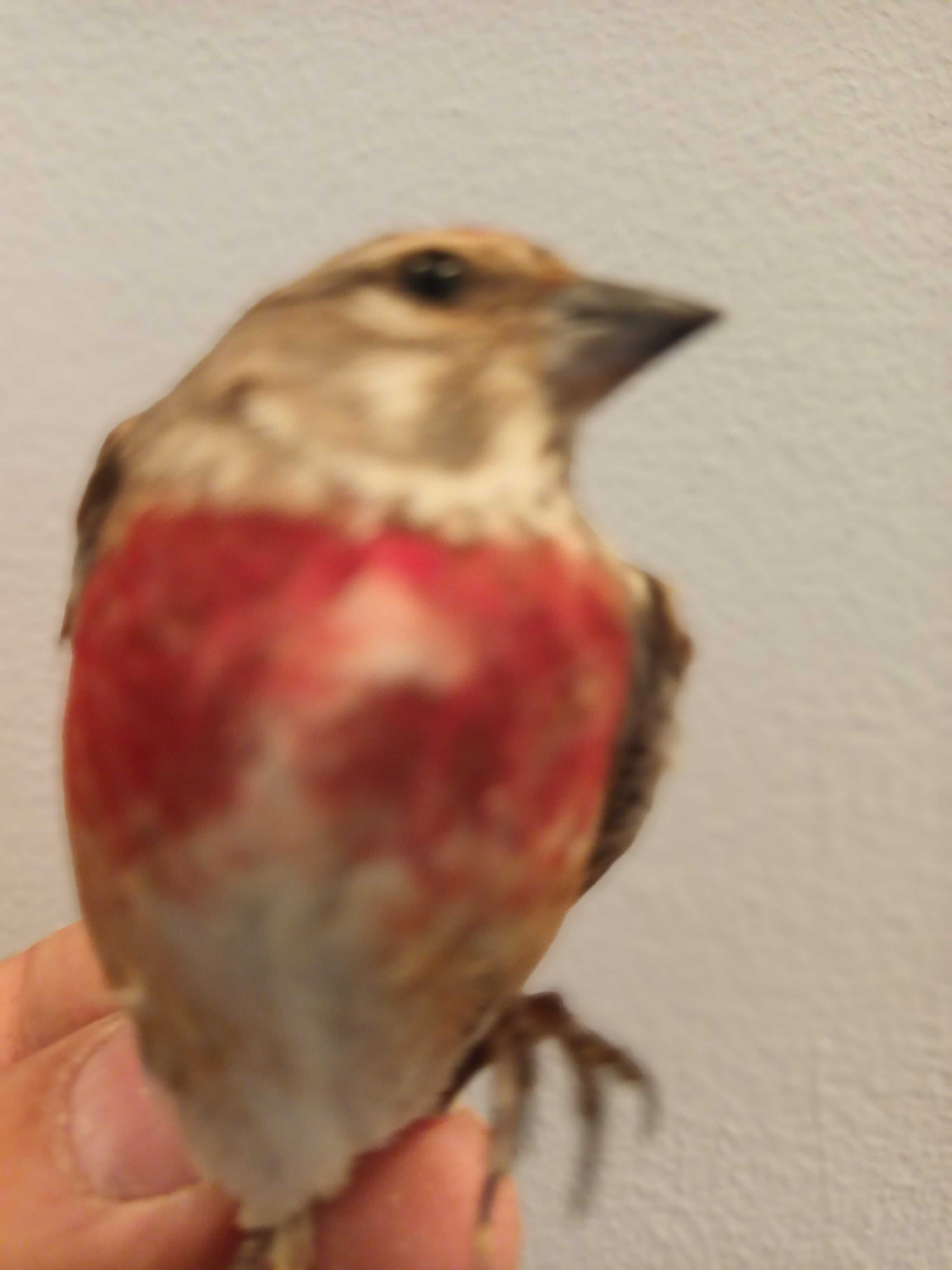Cruza Bicos anilhados 2024/2025(varias aves)