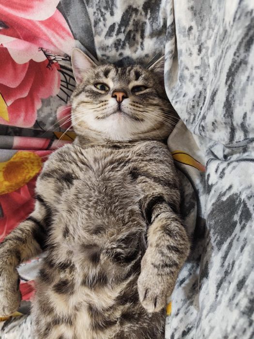 Пропал кот, ул. Клочковская 234