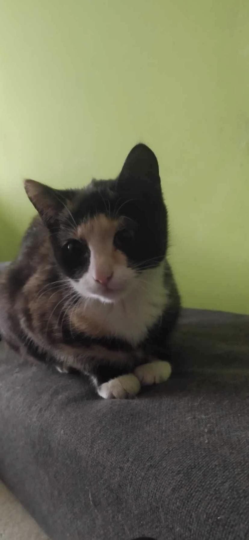 Kot kotek kotka do adopcji