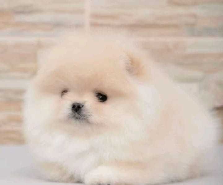 !!! Mały mini miś pomeranian