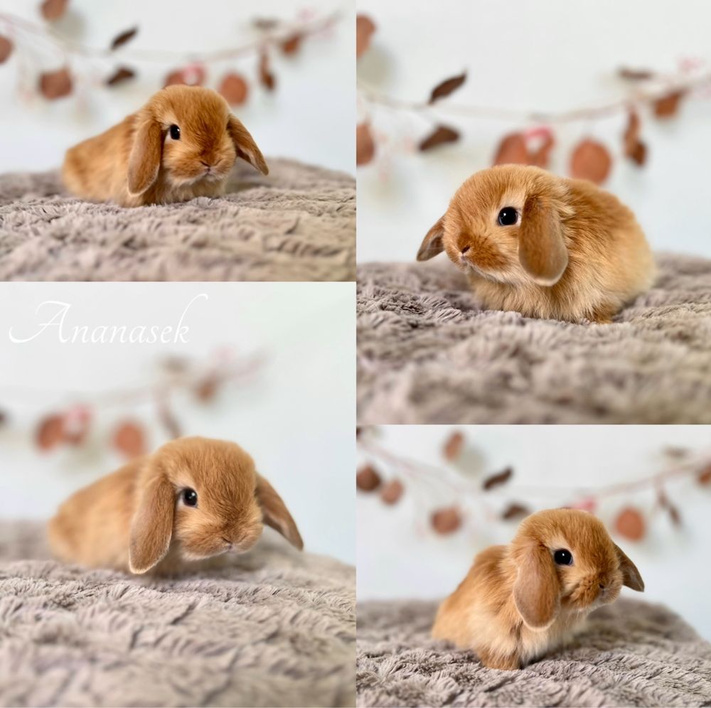 Króliczek Karzełek Teddy, karzelek Niderlandzki Mini Lop Aktualne