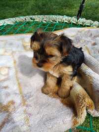 Yorkshire terrier suczka