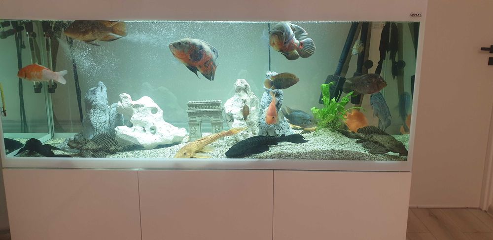 Akwarium z rybkami