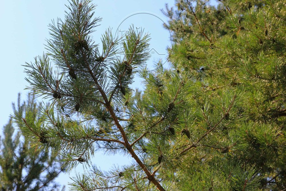 Продаж Ділянки 10 соток Гореничі Світло Ліс