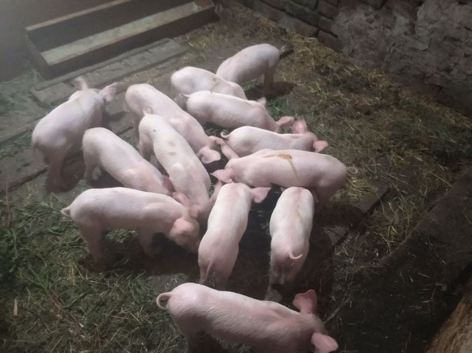 Продам білих поросяток, всі питання по телефону