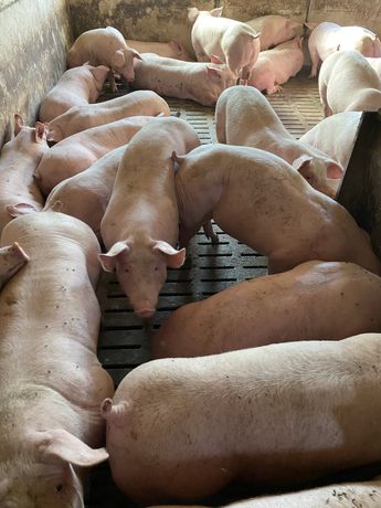Продам свиней свиньи