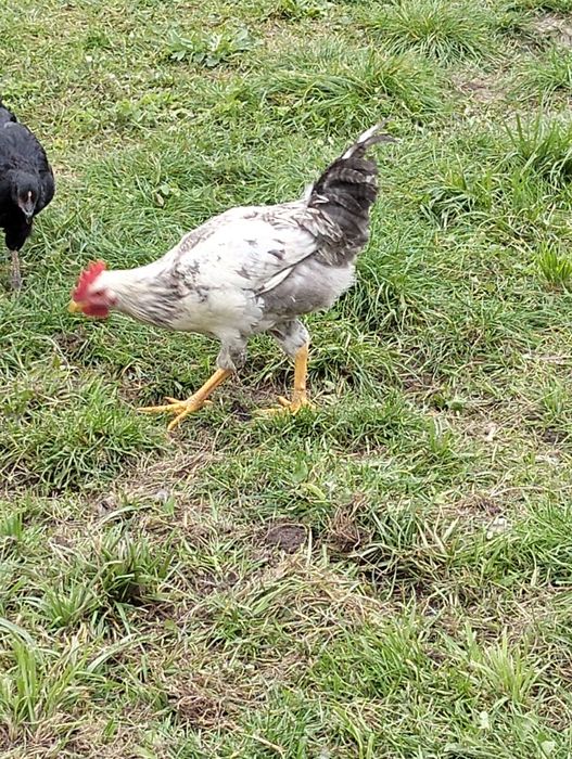 Молоді півні на продаж