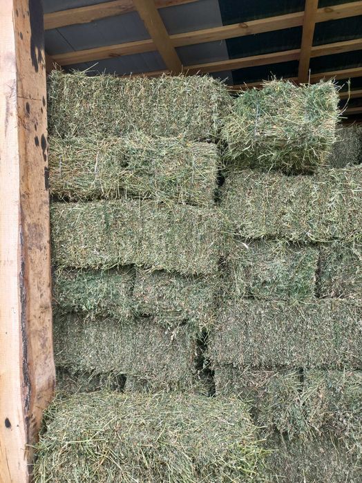 Продам сіно люцерни в тюках