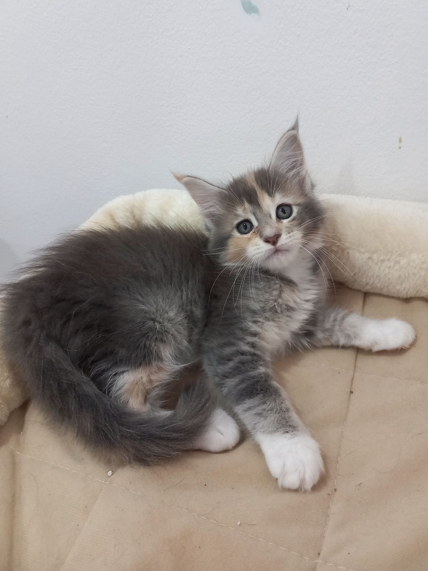 Gatinho Maine Coon com Lop
