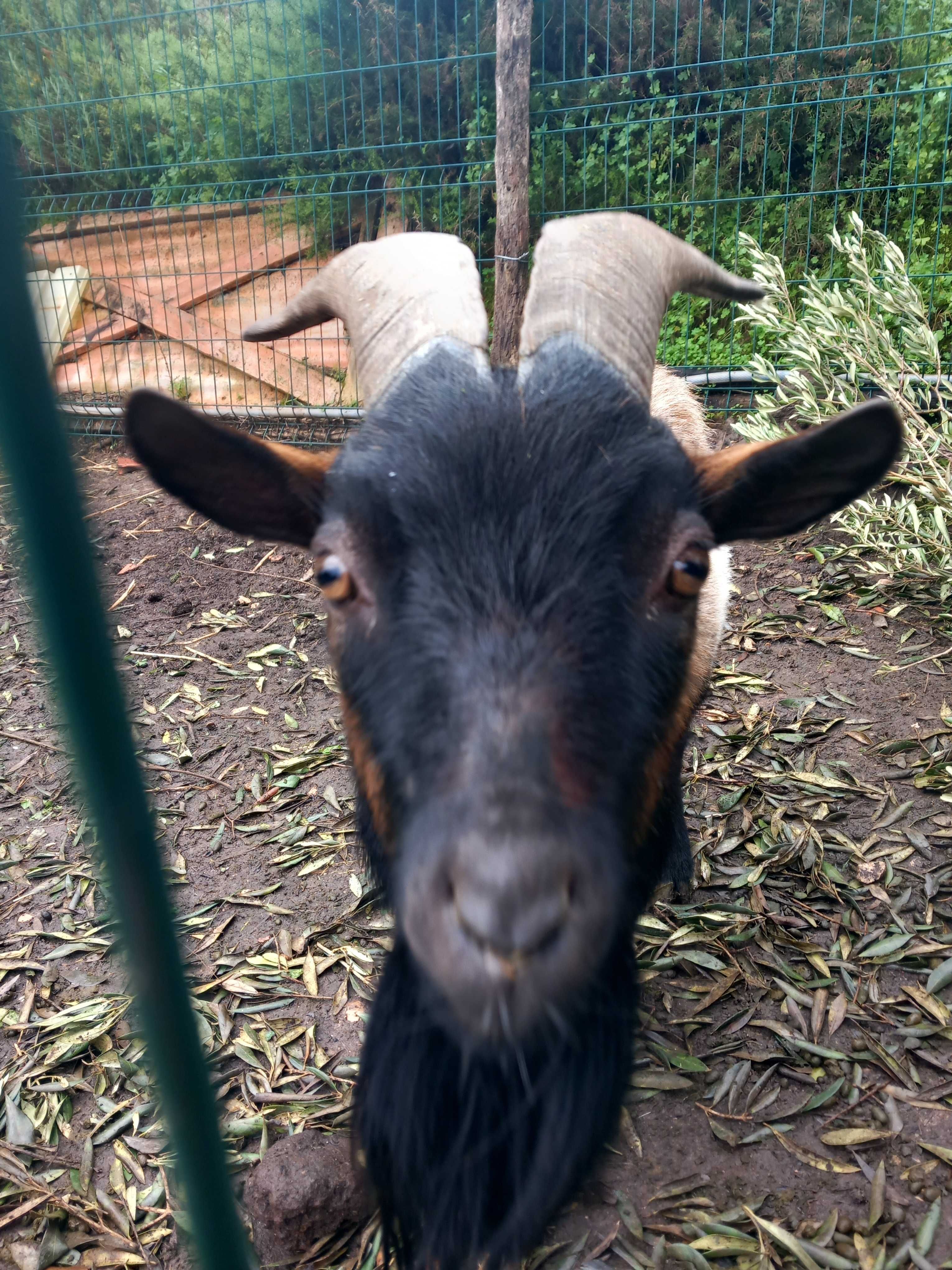Casal de cabras anâs com filhota.