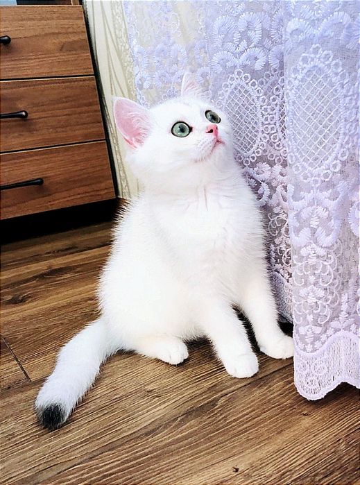 Британська шиншила, дівчинка