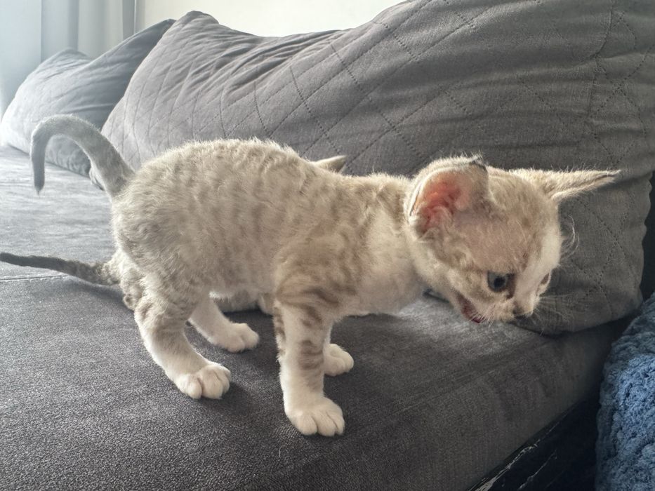 Śliczne kocięta Devon Rex - Słodka Jagoda*PL