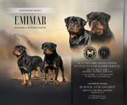 Rottweiler, szczeniak, zapowiedź miotu,  ZKwP (FCI)