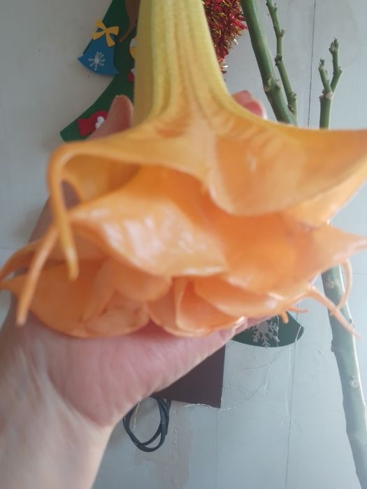 Бругмансия махровая