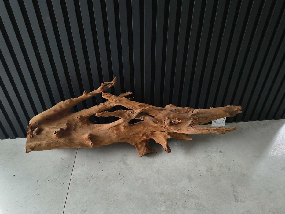 Korzeń MANGROWCA XXXL 1008 akwarium terrarium 210x140x40 Unikat Duży