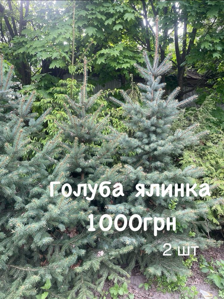 Продам вічно зелені декоративні рослини