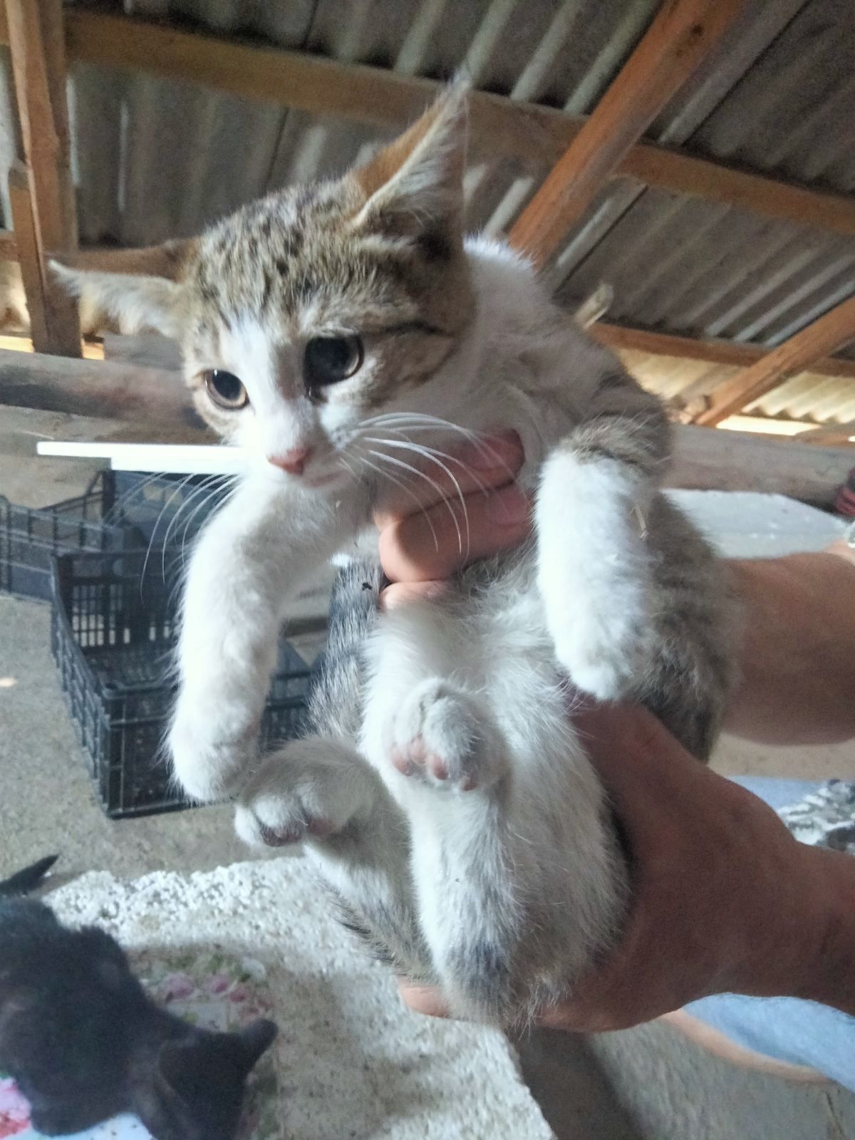 Віддам кошенят в добрі руки