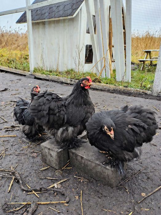 Kochin miniaturowy karzełek parka czarny