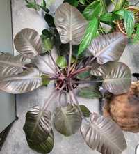 Philodendron 'Black Cardinal' Filodendron roślina doniczkowa kwiatek