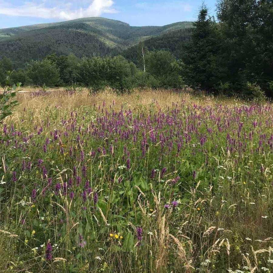 Продається земельна ділянка під забудову - Яремче