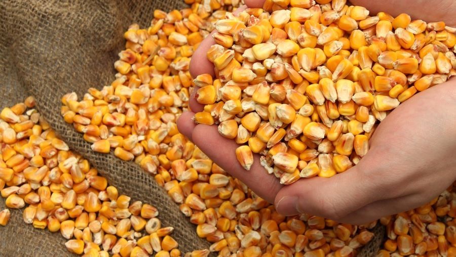 Продам кукурудзу є доставка