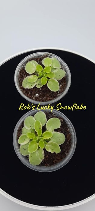 Фіалки химери листові