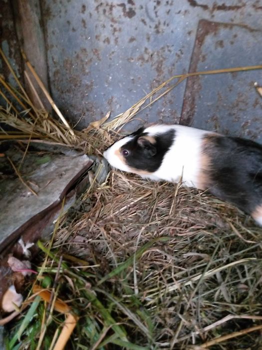 Техно спарк у гарантії