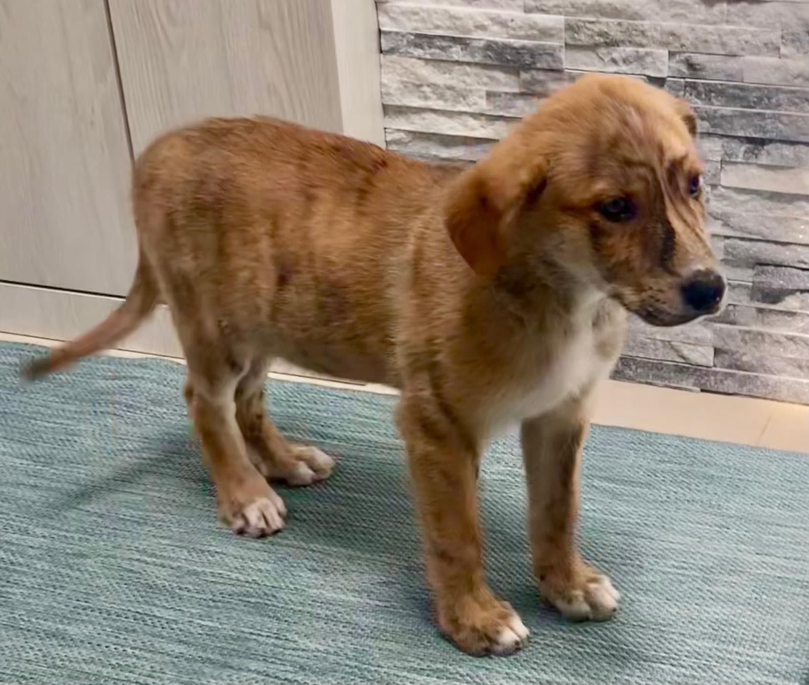 Cachorro para adoção RESPONSÁVEL
