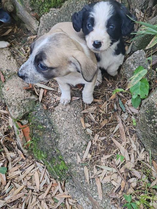 cachorrinhos para adopção por quem tiver condições económicas