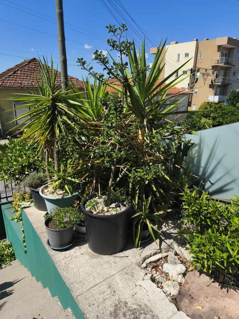 Plantas melhor oferta
