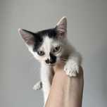 котенок Киев кошеня Київ Біла Церква
