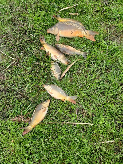 Karp karpie kroczek lin narybek