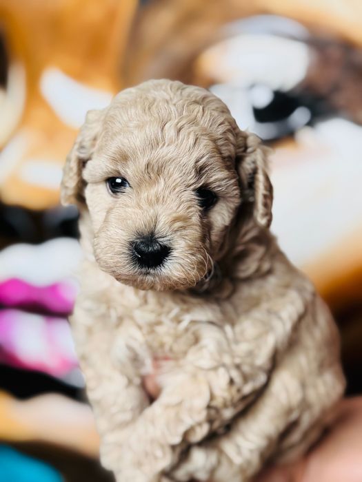 MALTIPOO 1FB - suczka | 75% PUDEL TOY (tata) 25% MALTIPOO (mama)