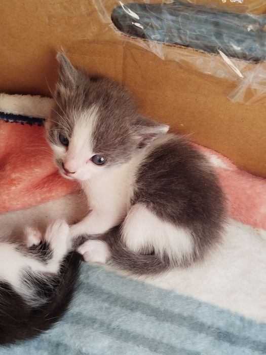 Віддам кошенятко