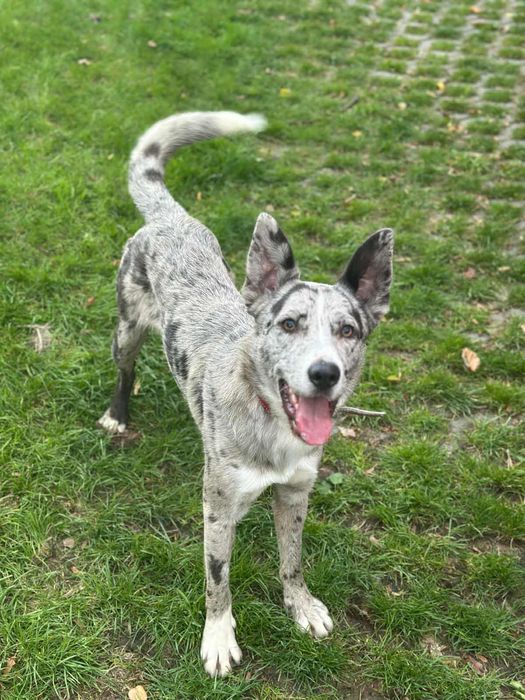 Uroczy Pedro szuka domu