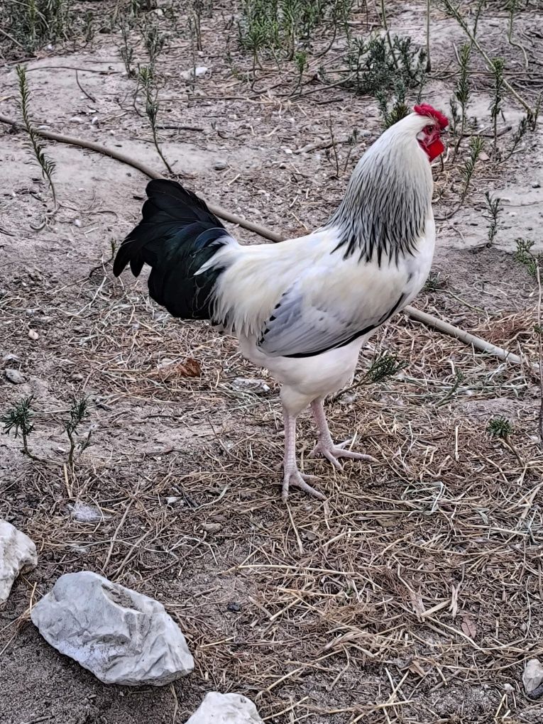 Galos híbridos Sussex