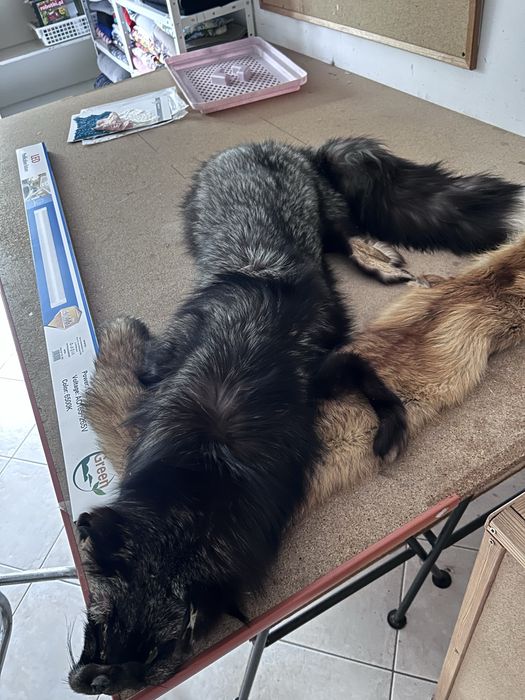 Skory z lisa futro skora futerkowa