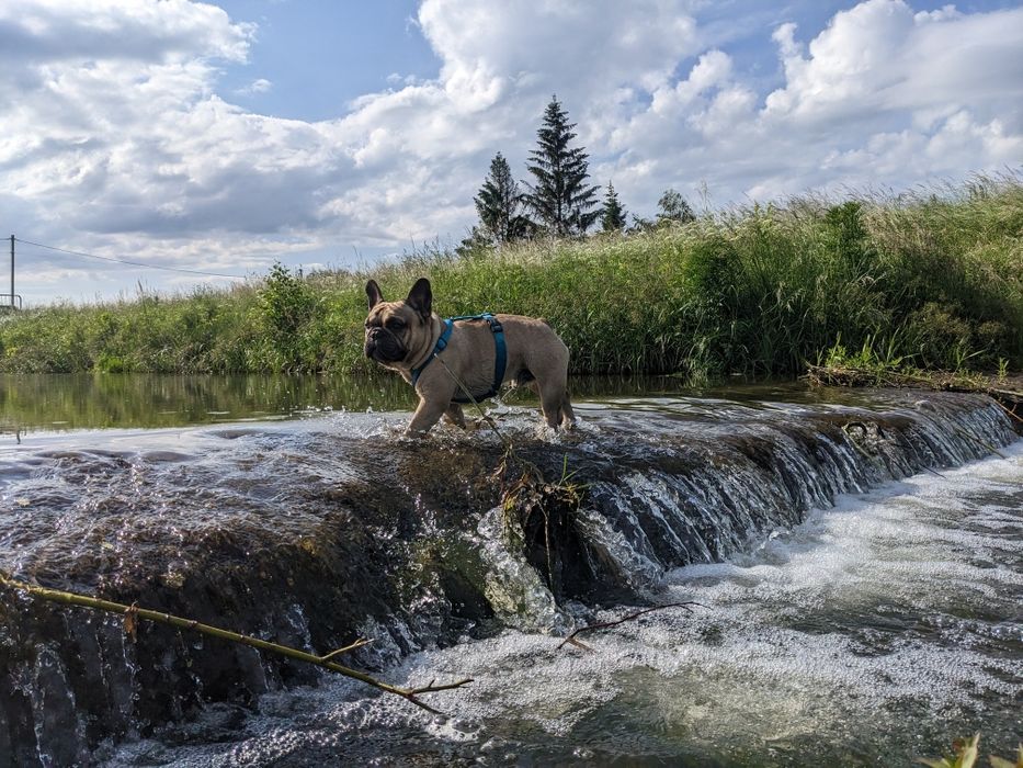 В'язка Французький Бульдог