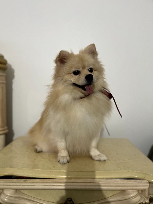 Померанські шпіци — Лише 2 хлопчика! Ідеальна можливість