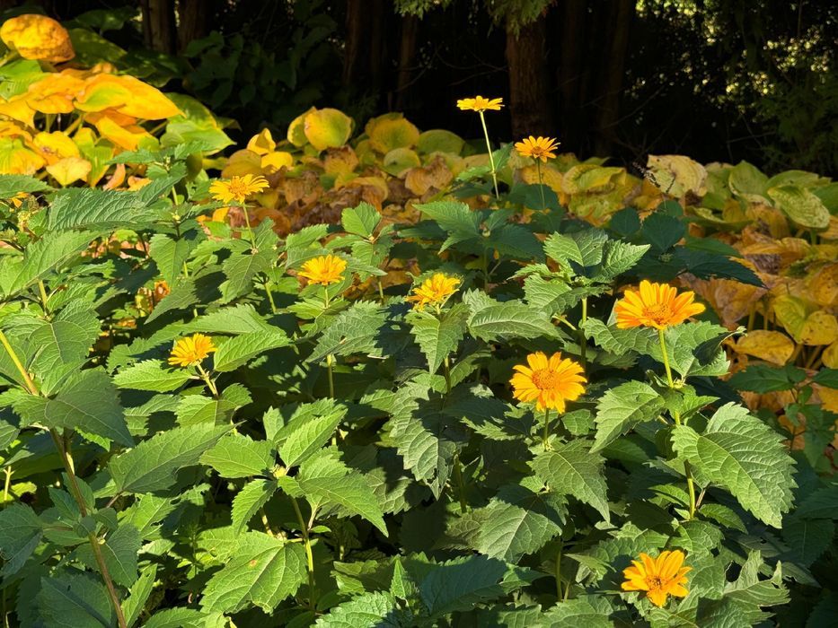 Słoneczniczek szorstki (Heliopsis helianthoides) Doniczka 2.0L