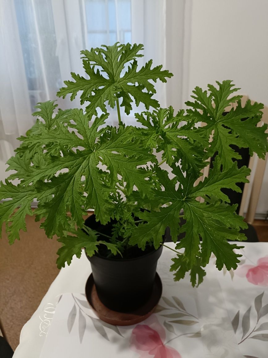 Geranium (anginka), kwiatek na ból ucha/ pelargonia pachnąca, cytrynka