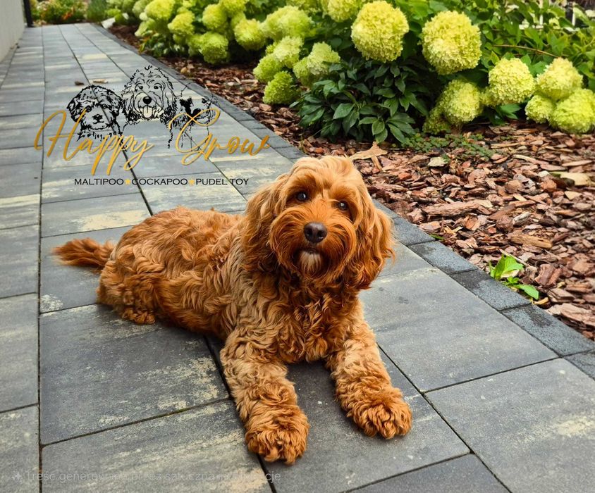 Urocze Cockapoo F1b Piesek Red