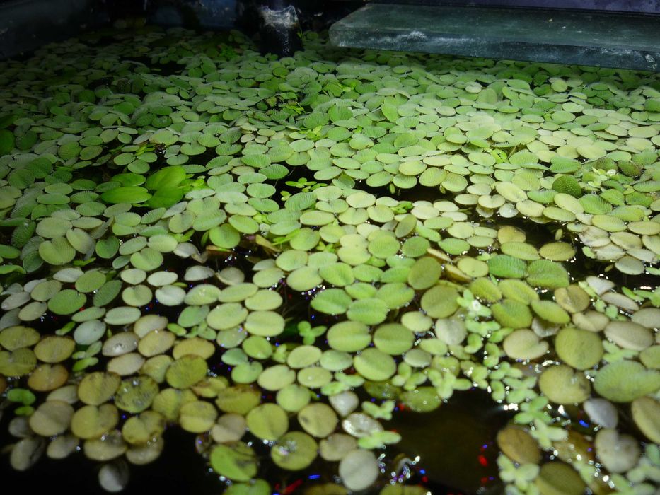 Zestaw (10szt.) pływające (4-6 cm)=12 zł pistia+GRATIS