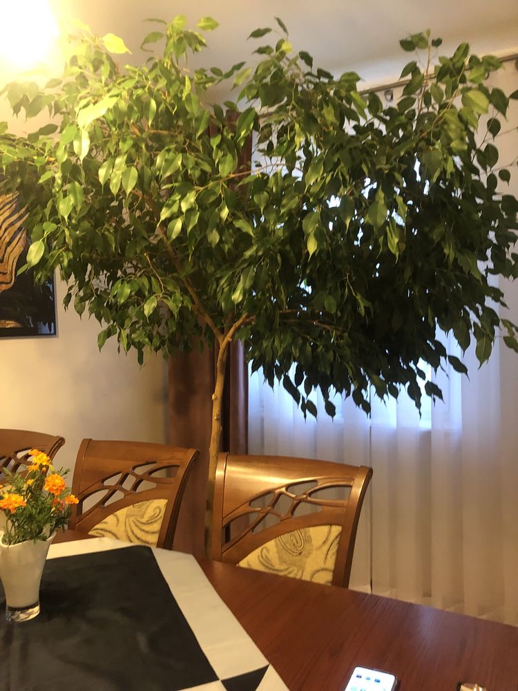 Kwiatek fikus beniaminek