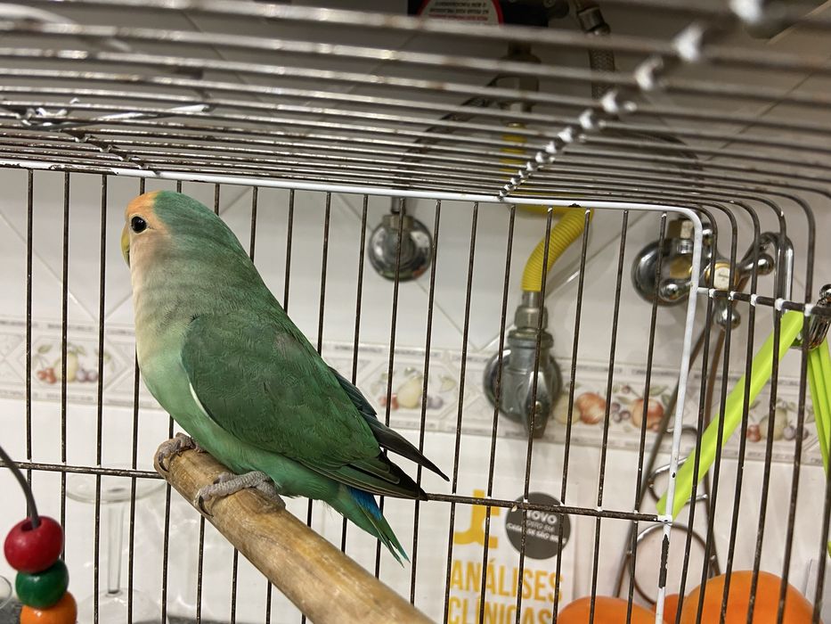 Vendo Rosicolli femea