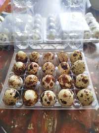 Яйца молоденьких перепелок, перепелиные яйца свежайшие