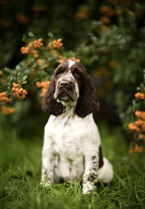 Springer Spaniel Angielski suczka wątrobianą